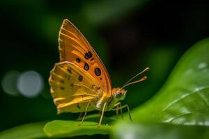 Butterfly on natural background. Illustration photo