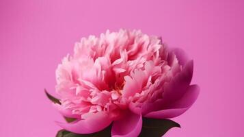 Pink peony flower. Illustration photo