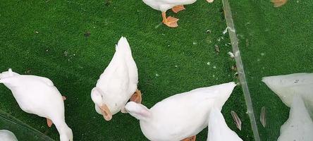 bianca pekin è un americano razza di domestico anatra siamo ricerca cibo e camminare Qui e Là su verde tappeto video