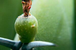 Background Green fruit of Myrtillocactus geometrizans with spines photo