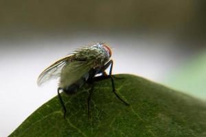 mosca doméstica en hoja verde foto