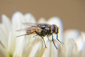 House fly on white flower photo