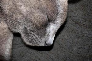 Macro photo of gray cat sleeping