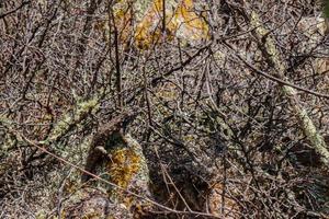 Sceloporus spinosus Mexican spiny lizard photo