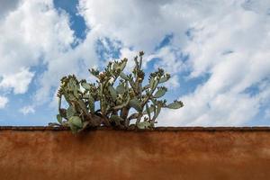 Cactus plant on a roof with a cloudy sky in the background. photo