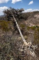 Maguey and quiote its dried fruit in the semi-desert of mexico photo