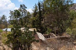 An abandoned rural house in the mountains with cactus photo