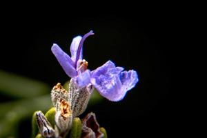 macro foto de púrpura flor de salvia rosmarinus Romero
