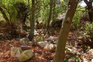 Rocky creek in the forest with trees and leaves photo