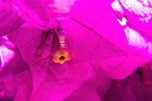 Background Macro photo of purple Bougainvillea flower