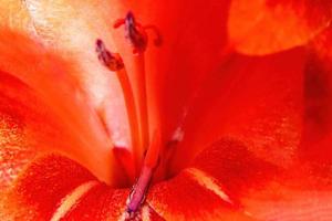 Background Macro photo of red gladiolus flower