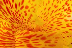 Yellow Achira cana indica flower macro photo background