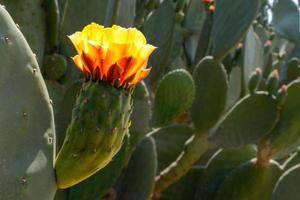 Cactus flower Opuntia ficus flower photo