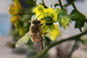 European honeybee collecting pollen from yellow Ruta flower photo