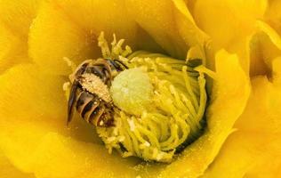 Background Opuntia ficus cactus flower with bee looking for pollen photo