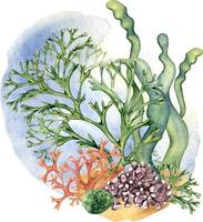 composición de vistoso mar plantas acuarela ilustración aislado en blanco. vector