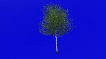 Tree plants animation loop - asian japanese white birch - betula platyphylla - green screen chroma key - 4a - summer spring video