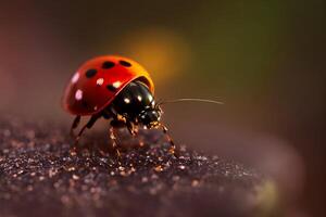 The ladybug on the flower with . photo