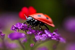 The ladybug on the flower with . photo