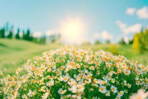 The landscape of daisies and grasses field with . photo