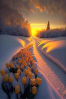 field of tulips in the snow at sunset. . photo