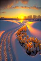 field of tulips in the snow at sunset. . photo