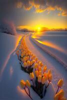 long line of yellow tulips in the snow. . photo