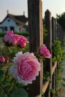 Lush pink rose flowers in bloom. . photo