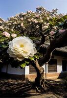 un camelia árbol en lleno floración. generativo ai foto