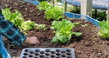 Close-up Farmer female hand planting sprout with the Green lettuce in fertile soil. photo