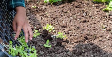 Close-up Farmer female hand planting sprout with the Green lettuce in fertile soil. photo