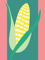 ripe corn on the cob vegetable food vector