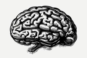 human nervous system brain organ vector