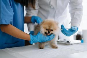 Pomeranian dog getting injection with vaccine during appointment in a veterinary clinic photo