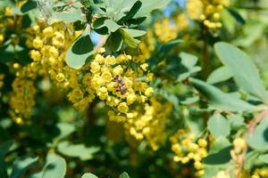 Flowering branch of barberry. Berberis chinensis, yellow flower Bush. photo