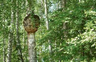 huge growth on the trunk of a birch tree. A big forest tree is sick. photo