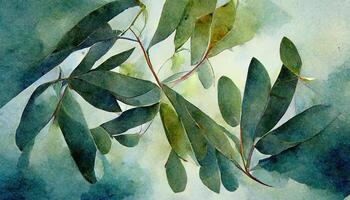 Eucalyptus leaves watercolor background collection. photo