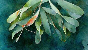 Watercolor green eucalyptus leaves and branches. photo