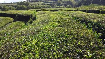 Beautiful drone flight over a tea plantation on Azores Island video