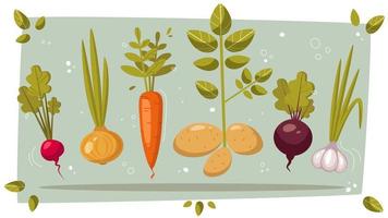 Set of vector vegetables in cartoon style. Potatoes, onions, garlic, carrots, radishes, beets. Fresh autumn harvest. Ingredients for vegetable dishes.