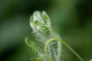 Green shoots of wild flower when spring time. The photo is suitable to use for nature background, botanical content media and nature poster.