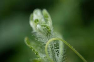 Green shoots of wild flower when spring time. The photo is suitable to use for nature background, botanical content media and nature poster.