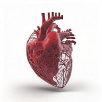 red color, Human heart wireframe on white background photo