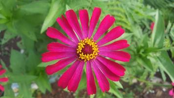 rojo zinnia elegansflower foto
