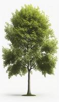 American beech trees, 3d rendering, for illustration, digital composition, architecture visualization, Generate Ai photo