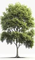 American beech trees, 3d rendering, for illustration, digital composition, architecture visualization, Generate Ai photo