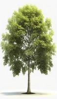 American beech trees, 3d rendering, for illustration, digital composition, architecture visualization, Generate Ai photo