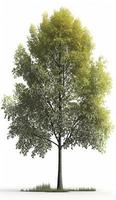 American beech trees, 3d rendering, for illustration, digital composition, architecture visualization, Generate Ai photo