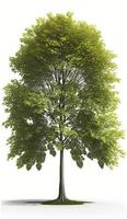 American beech trees, 3d rendering, for illustration, digital composition, architecture visualization, Generate Ai photo