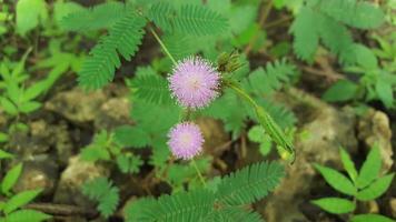 Mimosa pudica leaves and flower in the garden photo